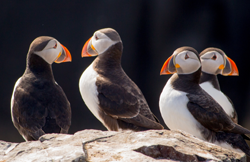 puffins